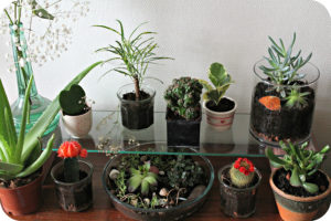 urbanjunglecover 1